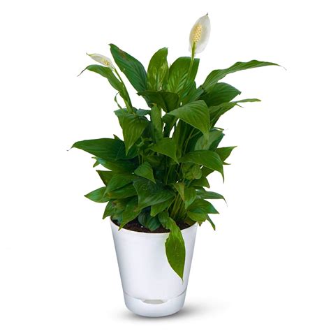 moisture meter peace lily|peace lily self watering pot.